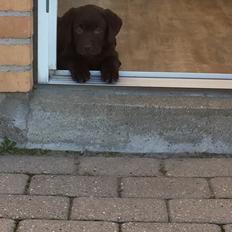 Labrador retriever Coco 