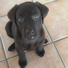 Labrador retriever Coco 