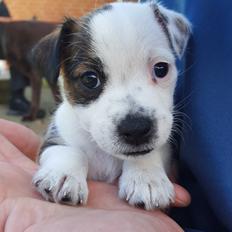 Jack russell terrier Alma