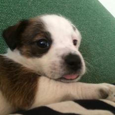 Jack russell terrier Alma