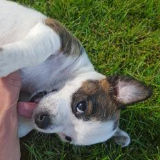 Jack russell terrier Alma