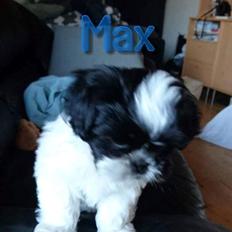 Shih tzu Max