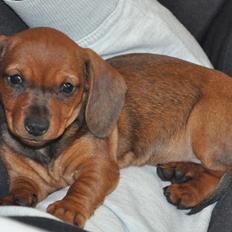 Miniature gravhund Dalstrup Jana De Have