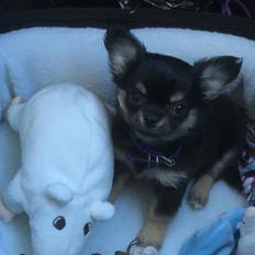 Chihuahua New Star Nova Be My Dream "Nova"