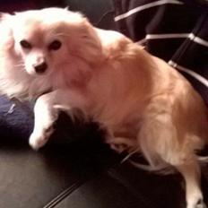 Blanding af racer Gizmo