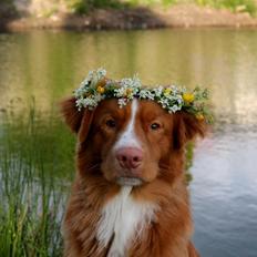 Nova scotia duck tolling retriever Shaggy Toller´s Foxy Aslan