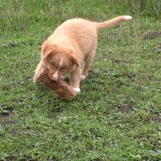 Nova scotia duck tolling retriever Shaggy Toller´s Foxy Aslan