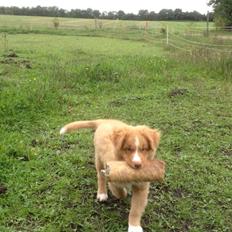 Nova scotia duck tolling retriever Shaggy Toller´s Foxy Aslan