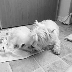 West highland white terrier la gry,s zoe