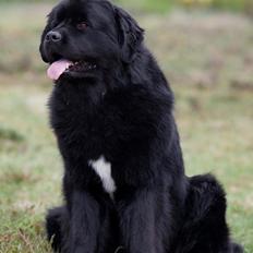 Newfoundlænder Moonshine Lovers Blue Thursday