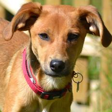 Blanding af racer Effie