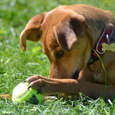 Blanding af racer Effie