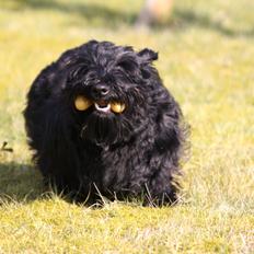 Skotsk terrier Bagia