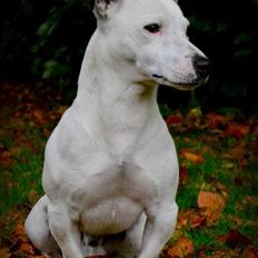 Jack russell terrier Jack Junior