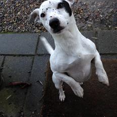 Jack russell terrier Jack Junior