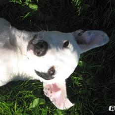 Jack russell terrier Jack Junior