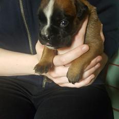 Boxer Skovhøjs Rocko (Caesar)