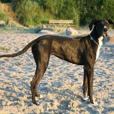 Blanding af racer Magai