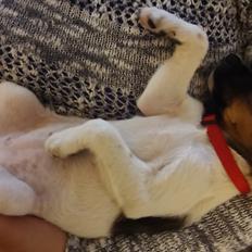 Dansk svensk gaardhund Maggie aka Magz