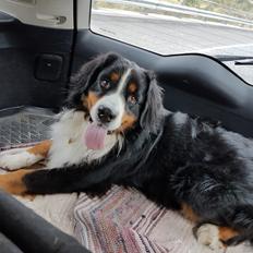 Berner sennenhund Ludvig