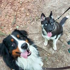 Berner sennenhund Ludvig