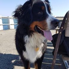 Berner sennenhund Ludvig