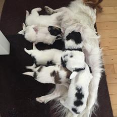 Papillon Lima