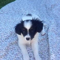 Papillon Lima