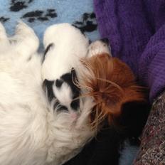 Papillon Lima