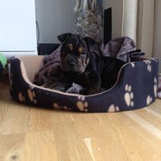 Blanding af racer Honey