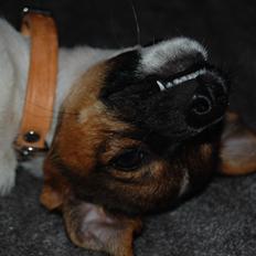 Dansk svensk gaardhund Maggie aka Magz