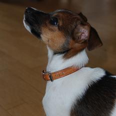 Dansk svensk gaardhund Maggie aka Magz