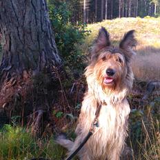 Picard Harald (Atengaflu`s Ejner-Äbwy