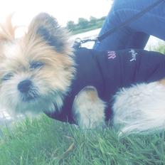 Blanding af racer Bella 