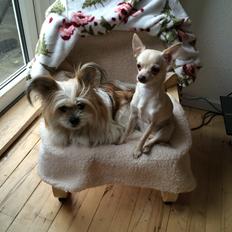 Blanding af racer Bella 