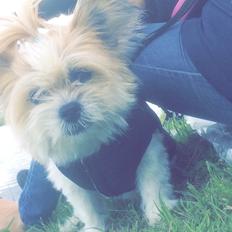 Blanding af racer Bella 