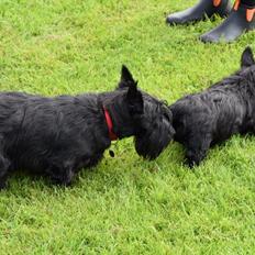 Skotsk terrier Frk. Ipsen, (himmelhund)