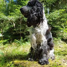 Cocker spaniel Coco Queen (Stardew's I was born to love you)