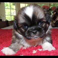 Tibetansk spaniel Eigil