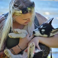 Siberian husky Laika 