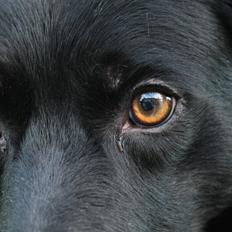 Border collie Hubert