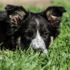Border collie Skjernå Bordercollie Jill