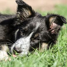 Border collie Skjernå Bordercollie Jill