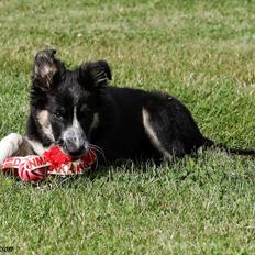 Border collie Skjernå Bordercollie Jill