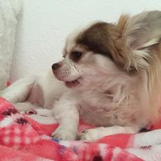 Chihuahua Coco