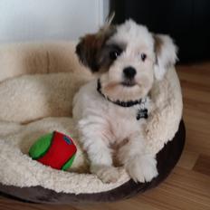 Shih tzu Anton