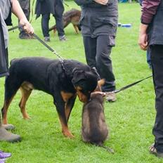 Rottweiler Baloo