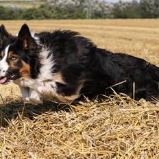 Border collie Jett R.I.P