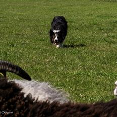Border collie Jett R.I.P