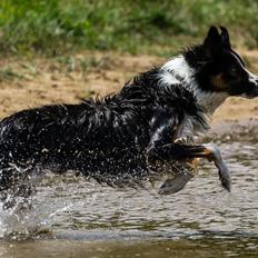 Border collie Jett R.I.P